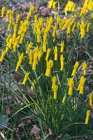 Narcissus cyclamineus, February