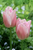 Tulipa 'Dreaming Maid', May