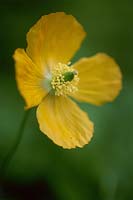 Meconopsis cambrica - Welsh poppy in flower, May