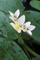 Aponogeton distachyos - water hyacinth, cape pondweed in flower, May