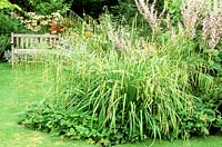 Carex pendula - drooping sedge, growing with salvia sclarea, bench behind, July, Richard Ayres, Lode
