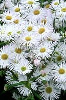 Erigeron 'Quakeress' close-up of white flower 