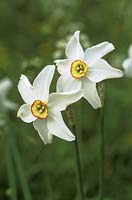 Narcissus poeticus var. recurvus, syn. 'Old Pheasant's Eye' 
