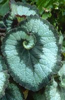 Begonia rex 'Escargot' close-up of silver and green leaf 
