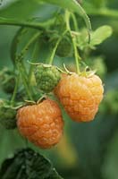Raspberry 'Fallgold' close-up of orange fruit, Audley End, HDRA vegetable garden