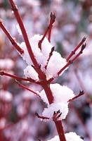 Cornus alba 'Sibirica', red stem with snow, December