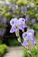 Iris pallida subsp. pallida - Orris 