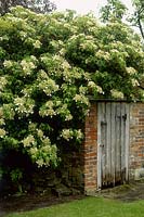 Hydrangea anomala subsp petiolaris, growing over old wall and outbuilding in Cerne Abbas, Dorset