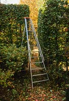 Tall steps for pruning long hedges