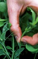 Pinching out tips of Lathyrus odoratus - Sweet pea 
