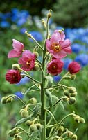 Meconopsis napaulensis - Welsh poppy flower, June