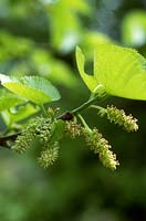 Morus nigra - Black mulberry