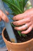 Re-potting an Agapanthus - African lily into a new pot and firming the soil around the edge