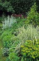 Miscanthus sinensis 'Variegatus' - Japanese silver grass in border