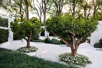 View of two citrus nobilis trees, thymus vulgaris white and carex flacca planted in white marble area against olive hedge - Olea europaea. The Beauty of Islam, Chelsea Flower Show 2015