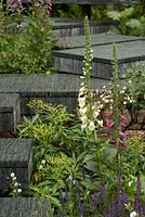 Slate steps with digitalis, salvia, euphorbia.  Hard-landscaping with slate. The Brewin Dolphin Garden. RHS Chelsea Flower Show, 2015