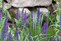 Detail of planting against dry stone wall, featuring Salvia x sylvestris 'Mainacht'. The Brewin Dolphin Garden. RHS Chelsea Flower Show, 2015