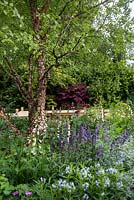 The M and G Garden - The Retreat. View of Betula nigra - river birch surrounded by Digitalis purpurea 'Sutton's Apricot', Amsonia orientalis, Nepeta racemosa 'Walker's Low', Salvia nemorosa 'Caradonna' and Cirsium rivulare 'Atropurpureum'