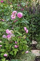 The M and G Garden - The Retreat. Detail of stepping-stone pathway through lush planting including old-fashioned rose Rosa 'Comte de Chambord', Thymus 'Silver Posie', Salvia nemerosa 'Caradonna, Centranthus ruber 'Albus' and Chaerophyllum hirsutum 'Roseum'