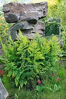 The Laurent-Perrier Chatsworth Garden. Boulders with Osmunda regalis and Primula 'Inverewe'
