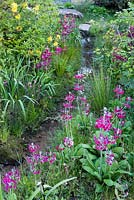 The Laurent-Perrier Chatsworth Garden. Naturalistic recreation of Trout stream and Paxton's rockery. Stream watercourse with Rhododendron luteum and Primula bulleyana