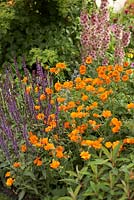 The Morgan Stanley Healthy Cities Garden.  Salvia nemerosa 'Caradonna', Geum 'Princess Juliana' and Verbascum 'Merlin'. 