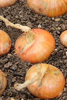Allium Cepa 'Stuttgarter' - Onions growing in raised bed ready for harvesting in September