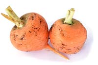 Daucus carota 'Parmex' - Carrots