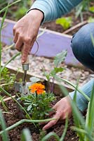 Woman planting flowering annuals - Tagetes patula in vegetable raised bed to attract beneficial insects and aid pollination.