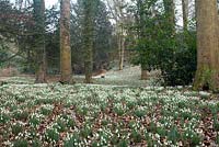 Swathes of Snowdrops in the woodland