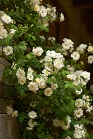 Soft white rambling rose.  Brewers Yard by Welcome to Yorkshire.  RHS  Chelsea Flower Show 2015