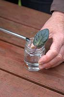 Taking Saintpaulia Cuttings - put the leaf in a jar and fill with water so that the base of the cutting is just covered by the water. Avoid gatting water on the leaf