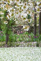 Prunus tree with blossom overhanging the lawn - Priory House, Wiltshire