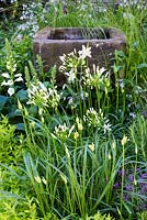 Detail of rustic stone pond with white Agapanthus, foxgloves and aquilegias. Evaders Garden.  RHS Chelsea Flower Show, 2015