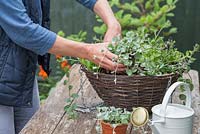 Planting Dichondra 'Silver Falls' in hanging basket