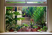 Semi-basement kitchen window looking out of back of house to plant gallery on stair-well inc. Fatsia japonica, lilies and ivy - Hedera