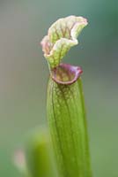 Sarracenia leucophylla AGM, pitcher plant. Detail of young vertical pitcher