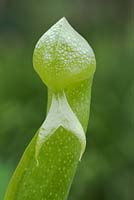 Darlingtonia californica AGM, cobra or dragon's head lily an insectivorous pitcher plant. Detail of pitcher