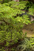 Acer Palmatum Dissectum, Carex 'Evergold'.  The Sculptor's Picnic Garden.  RHS Chelsea Flower Show 2015