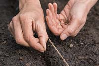 Sowing Radish 'Mooli Mino Early' seeds