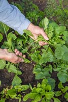 Thinning Radish 'Mooli Mino Early' to free up space and promote larger crops