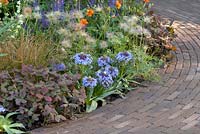 Scilla peruviana with Pulsatilla seedheads, Geum and Salvia in mixed border next to curved brick path
