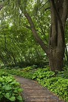 Wooden footpath bordered by Hosta plants and a large Salix - Weeping Willow tree in public garden in late spring, Centre de la Nature public garden, Saint-Vincent-de-Paul, Laval, Quebec, Canada