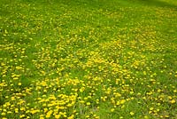 Lawn overrun with yellow Taraxacum - Dandelion flowers in spring