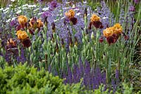 Telegraph Garden, des. Tom Stuart-Smith. Irises with Salvia, Nepeta racemosa 'Walker's Low'