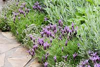Lavandula stoechas next to paved area with white form of Nepeta mussini. Natural Elements - The Green Room