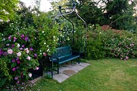 Bench under iron arbour surrounded by roses. Inc. Rosa 'Felicite Perpetue' on arbour