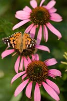  Cynthia cardui - Painted lady butterfly on Echinacea purpurea, pink coneflower. Echinacea is used as herbal remedy to build resistance to colds and viruses