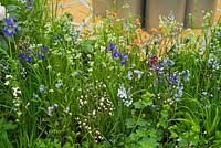 Thinking of Peace by Lace Landscapes. Planting combination of Iris sibirica 'Tropical Night' and 'Blue King', Veronica 'Pallida', Amsonia tabernaemontana, Luzula nivea. 