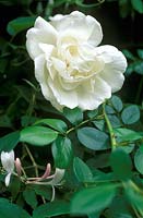 Rosa 'Madame Alfred Carriere' with Lonicera japonica 'Halliana'